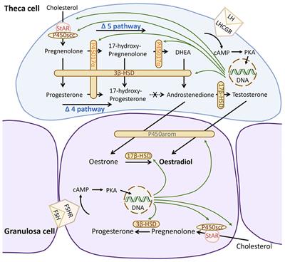 Expression of genes and enzymes involved in ovarian steroidogenesis in relation to human follicular development